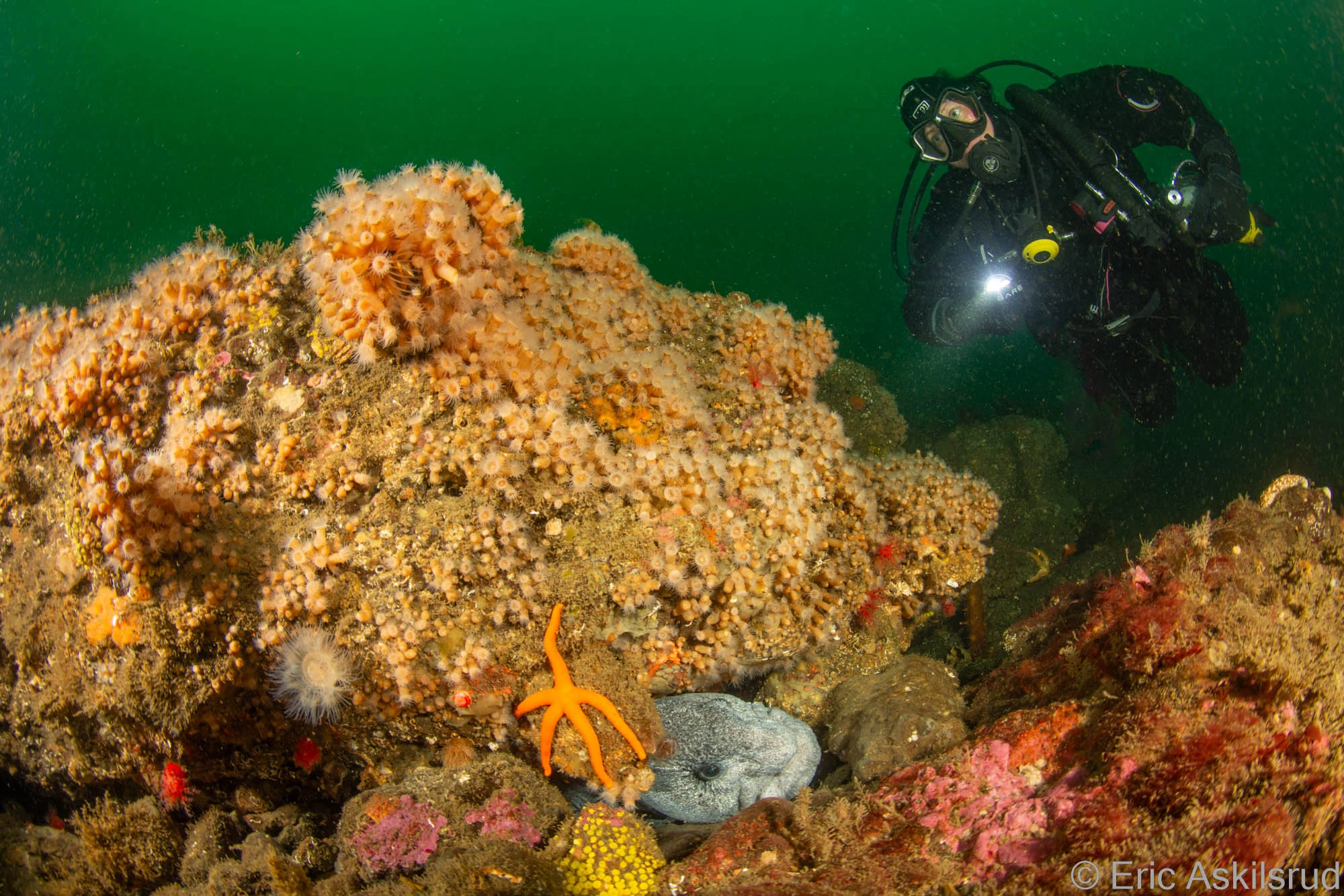 Scuba Jess discovers a wolf eel den at Shangri La near Bainbridge Island. Zoanthids cover the nearby rocks. Photo by Eric Askilsrud.