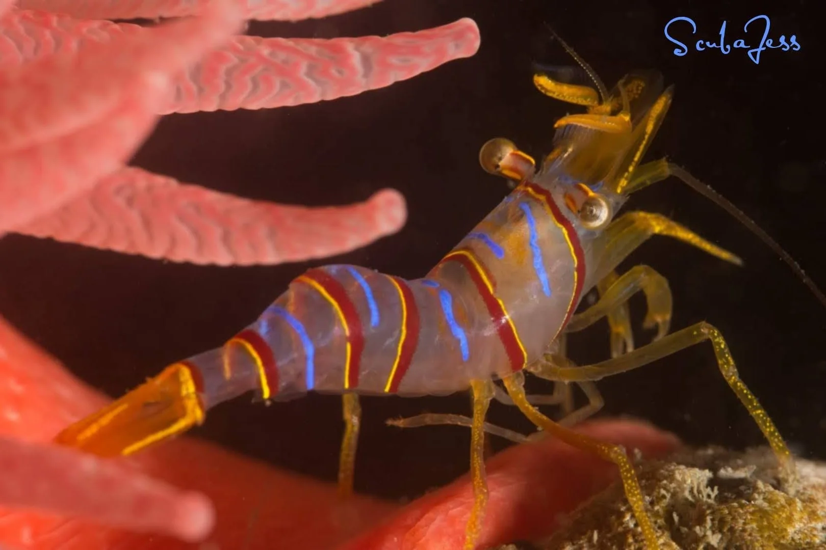 A candy stripe shrimp tucked beneath anemones at Skyline in Anacortes, WA. Photo by Scuba Jess.