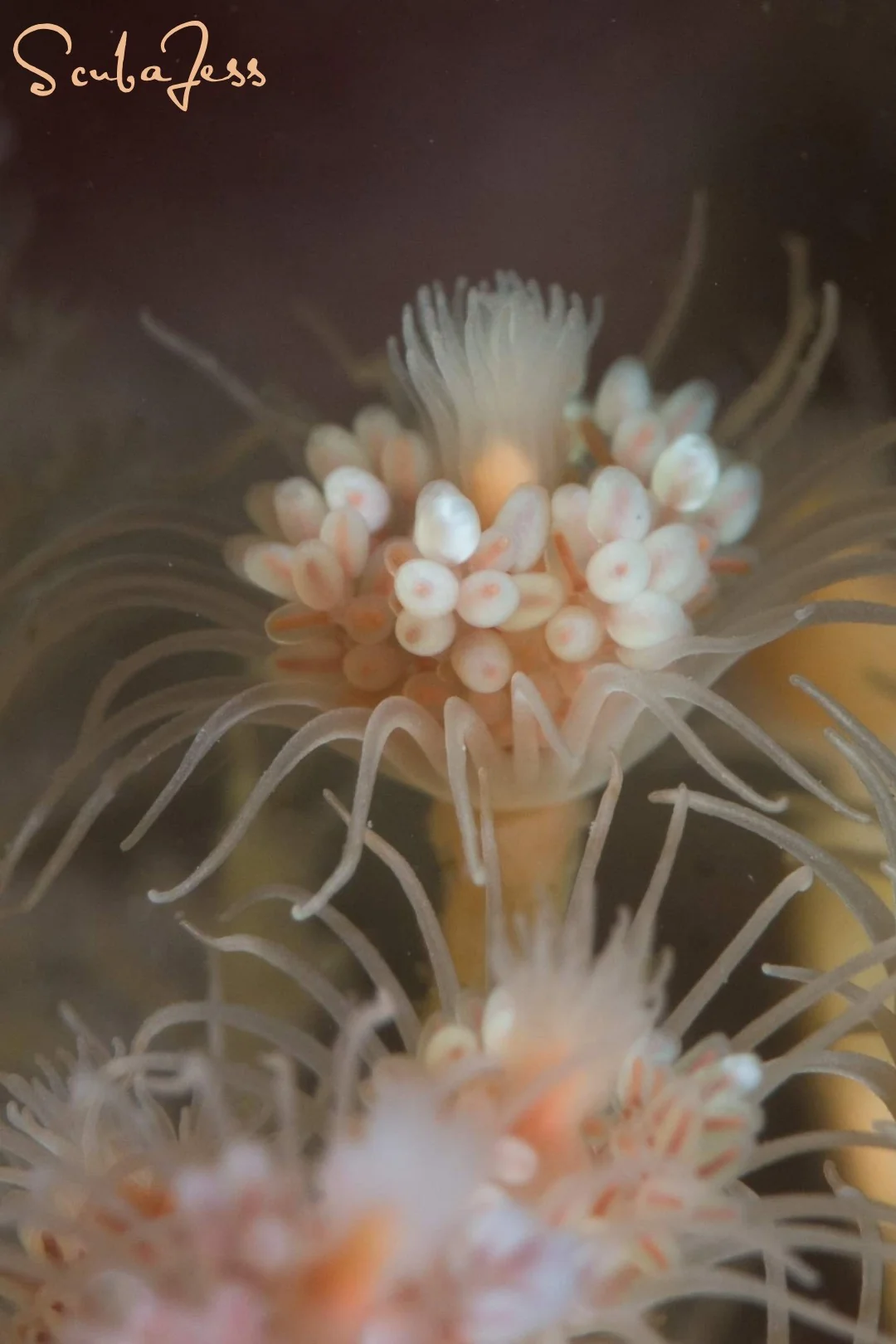 A pink mouth hydroid in bloom at Skyline. Photo by Scuba Jess.