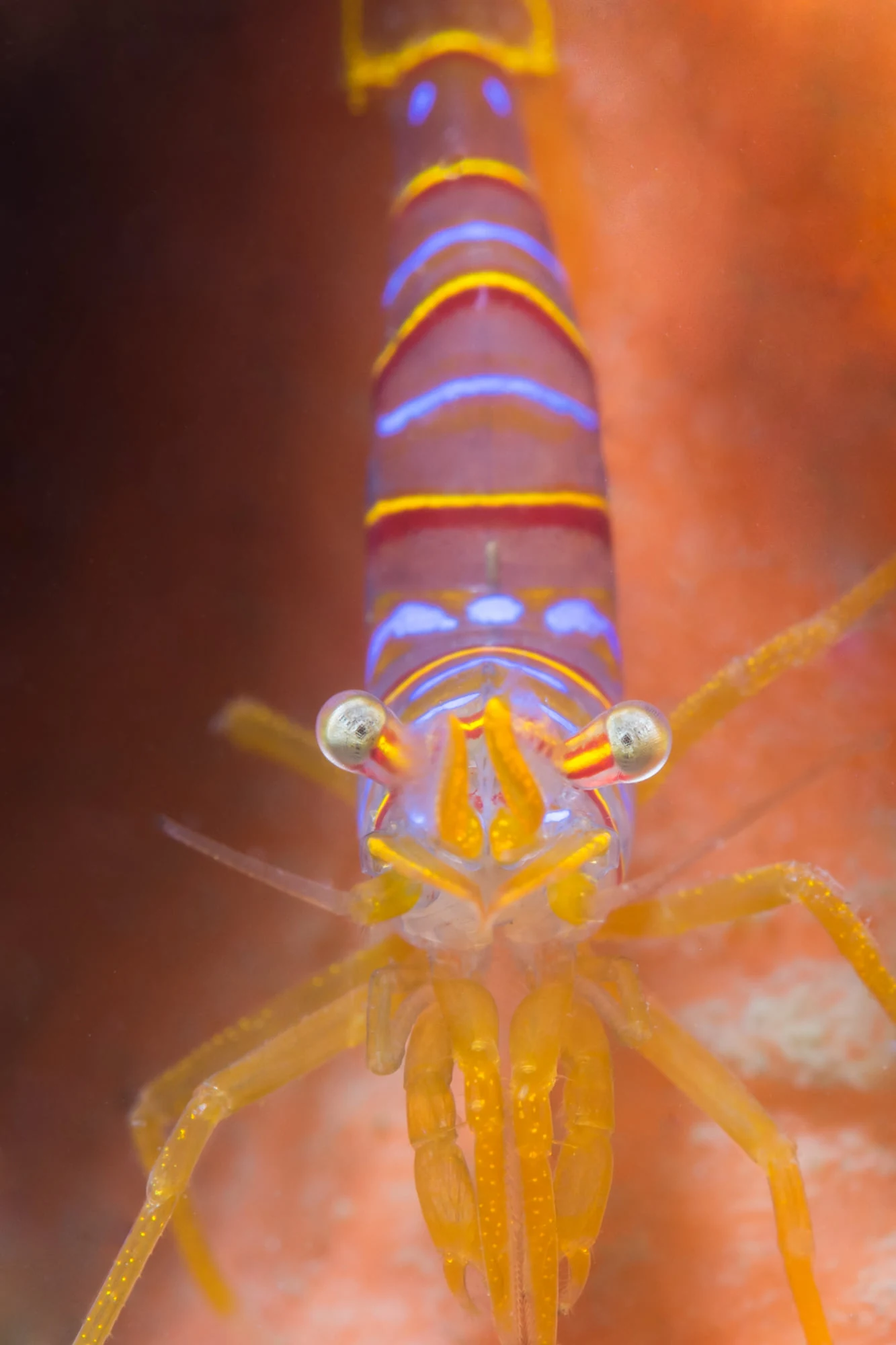Candystripe shrimp at Skyline. Photo by Eric Askilsrud.