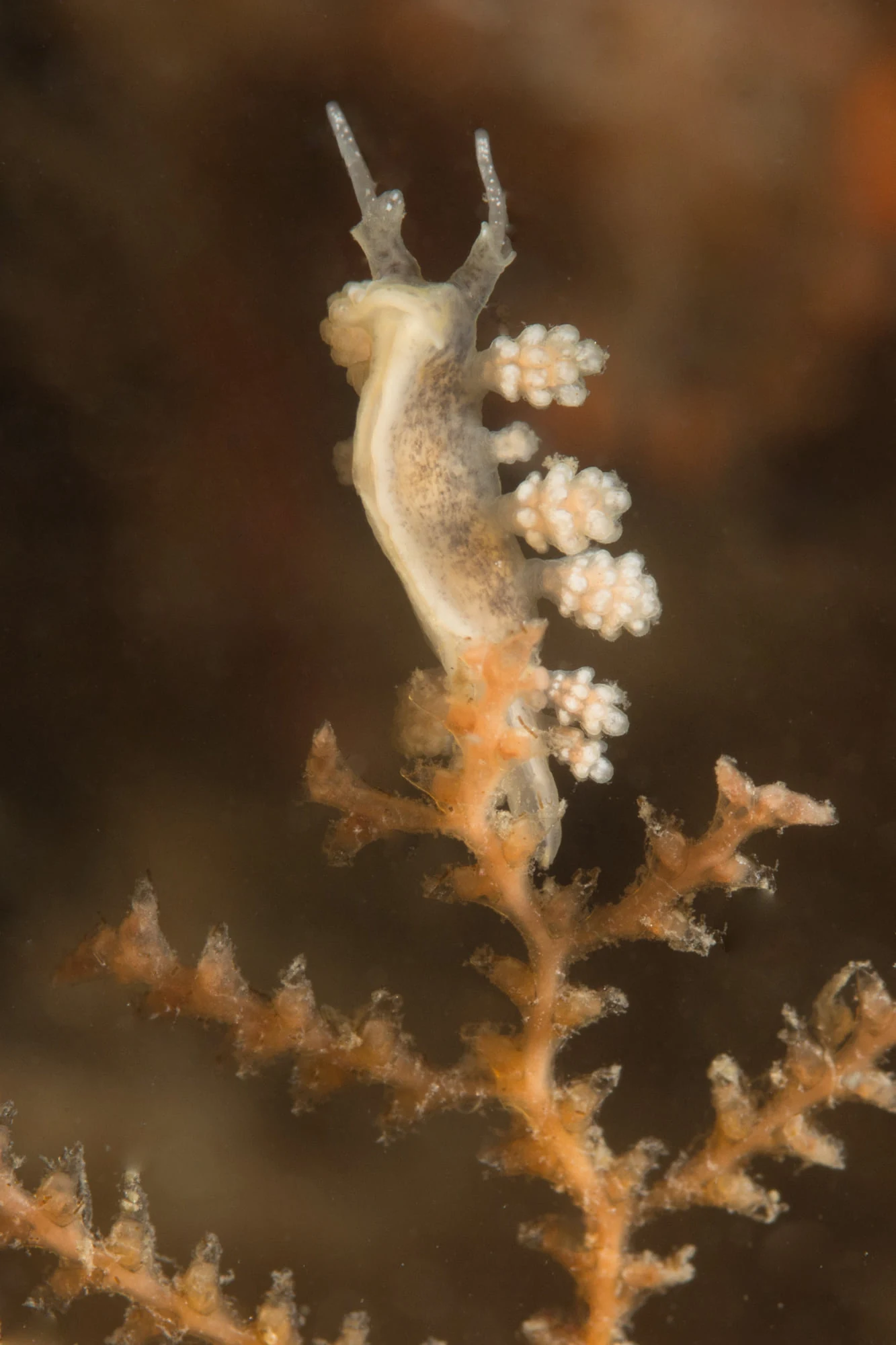 Doto nudibranch at Skyline. Photo by Eric Askilsrud.