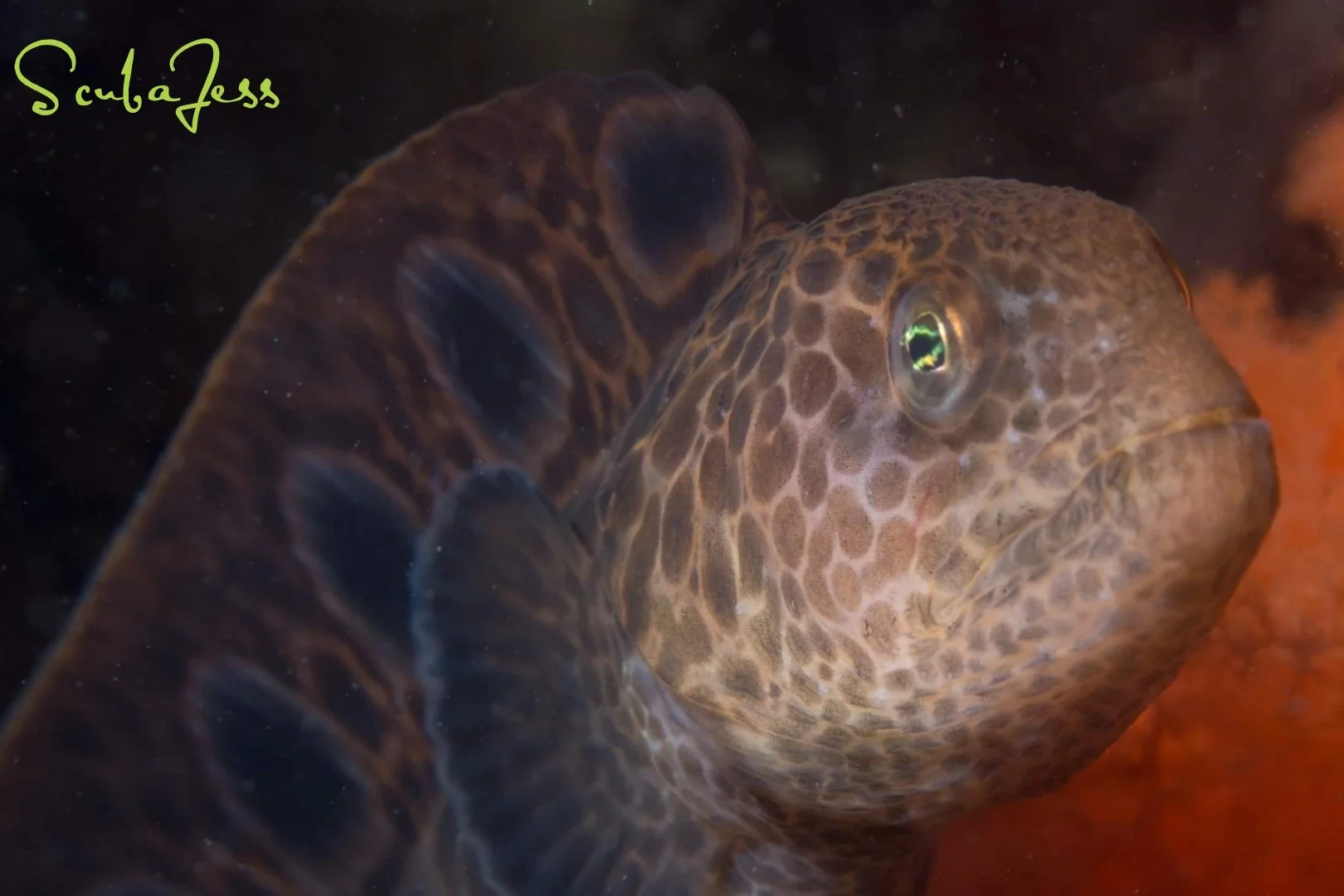 A wolf eel peeks out from the reef at Skyline. Photo by Scuba Jess.
