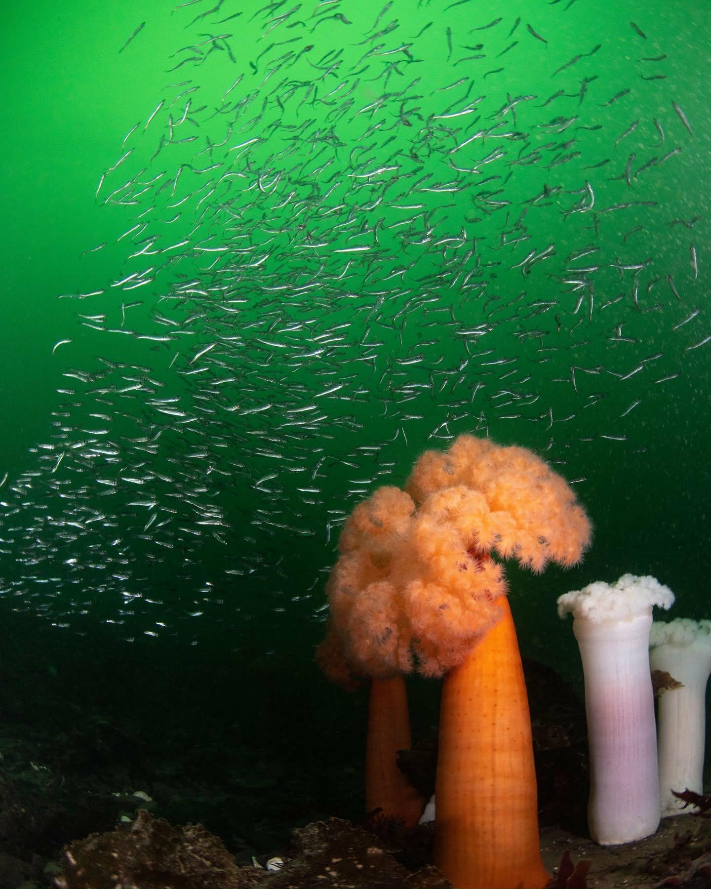 Plumose anemones and fish on the reef at Sund Rock, Hood Canal. Photo by Michelle Manson.