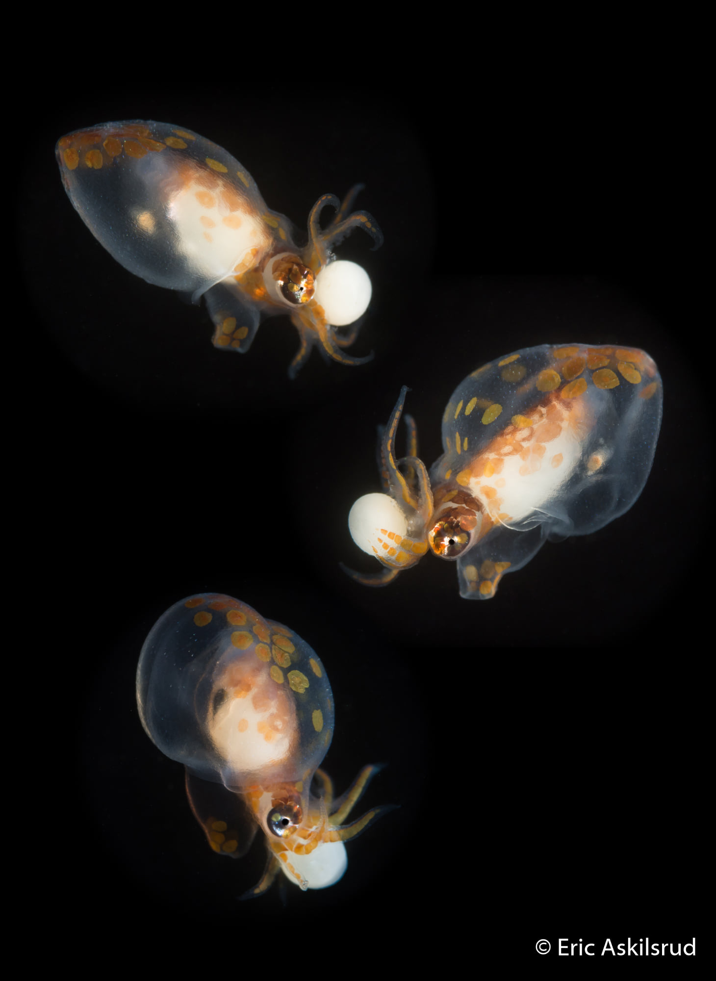 A composite of three newborn giant Pacific octopuses from Sund Rock, Hood Canal. Photo by Eric Askilsrud.