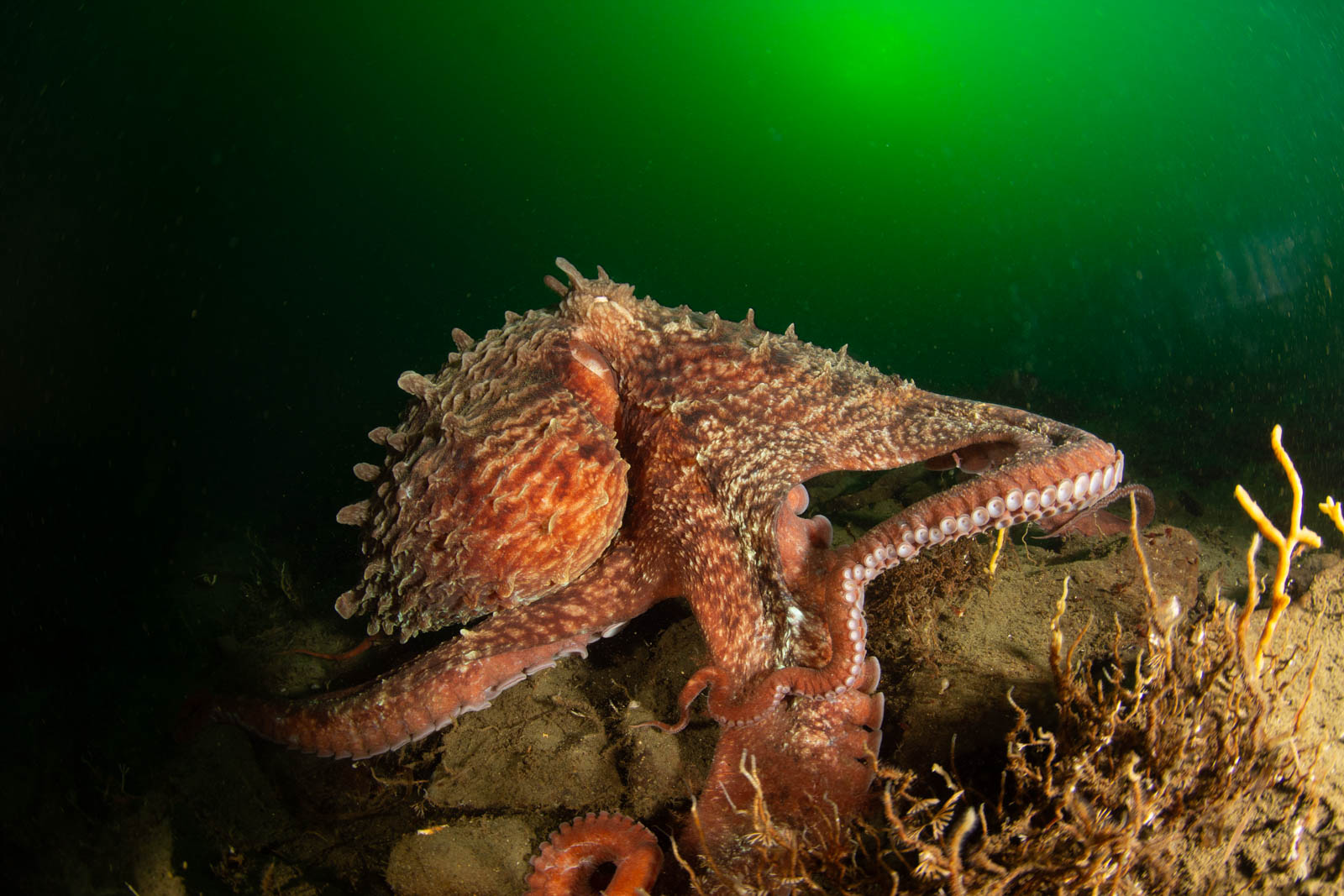A Giant Pacific octopus cruising the reef at Sund Rock, Hood Canal. Photo by Eric Askilsrud.