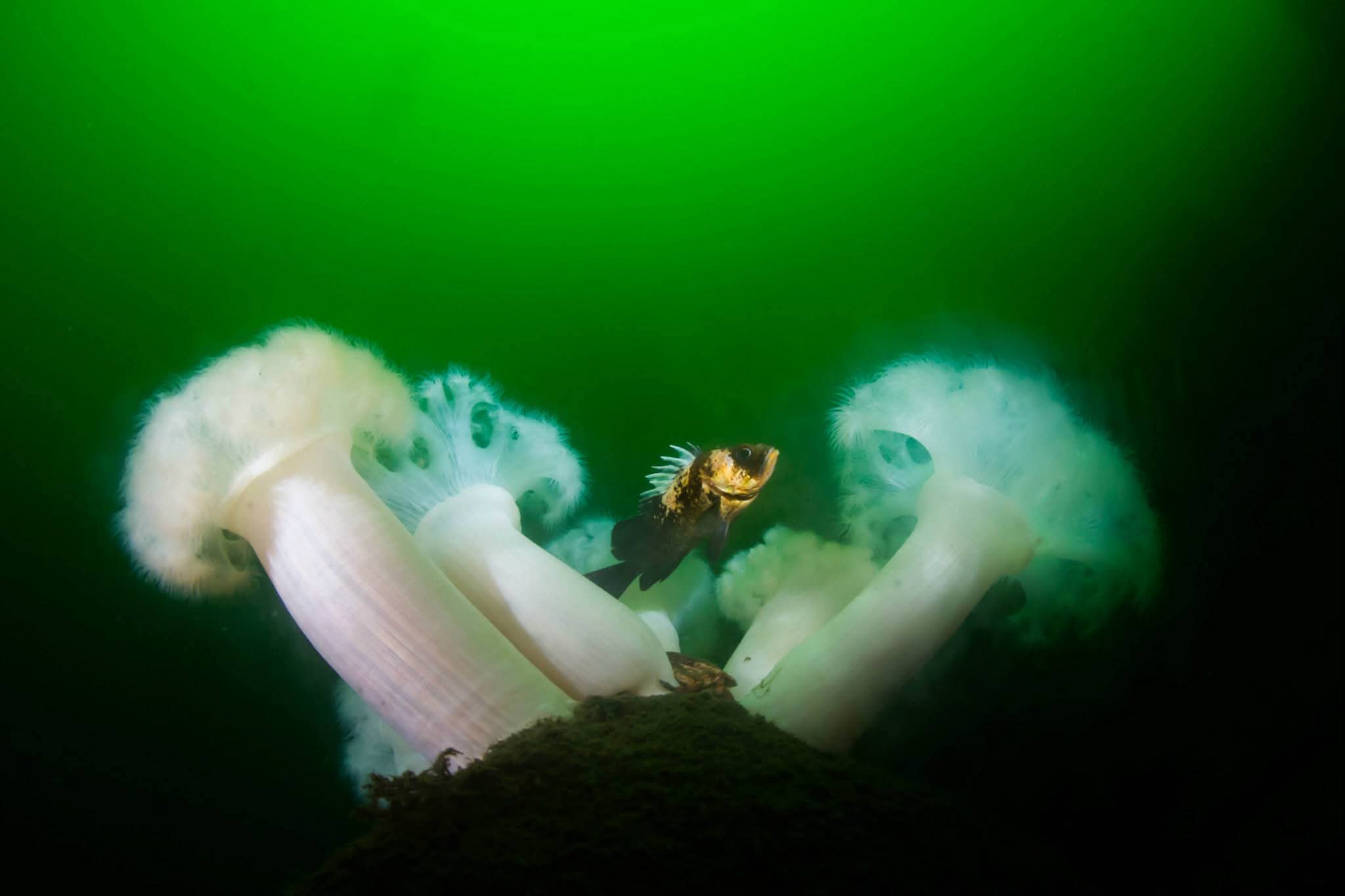 A quillback rockfish hiding amongst plumose anemones at Sund Rock, Hood Canal. Photo by Eric Askilsrud.