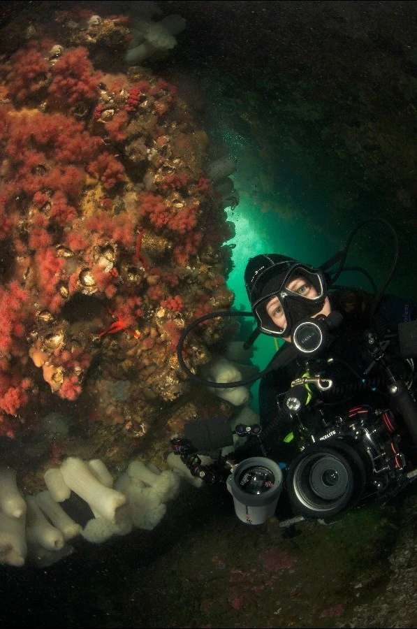 Scuba Jess enjoying the 'cave of wonder' at Swordfish Island. Note the red soft corals in this photo. Yes, these can be seen in a few areas of the pnw other than Browning Pass! You can also see them in Discovery Passage at Argonaut wharf and Seymour Narrows. Photo by Eric Askilsrud.