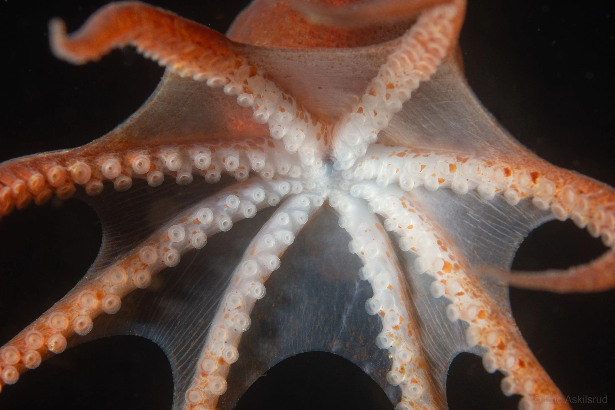 Paralarval (about to settle on the seafloor) octopus at Three Tree Point. These aren't often seen. It behaved quite differently from octopuses we've seen before... it darted towards the surface when scared. Photo by Eric Askilsrud.
