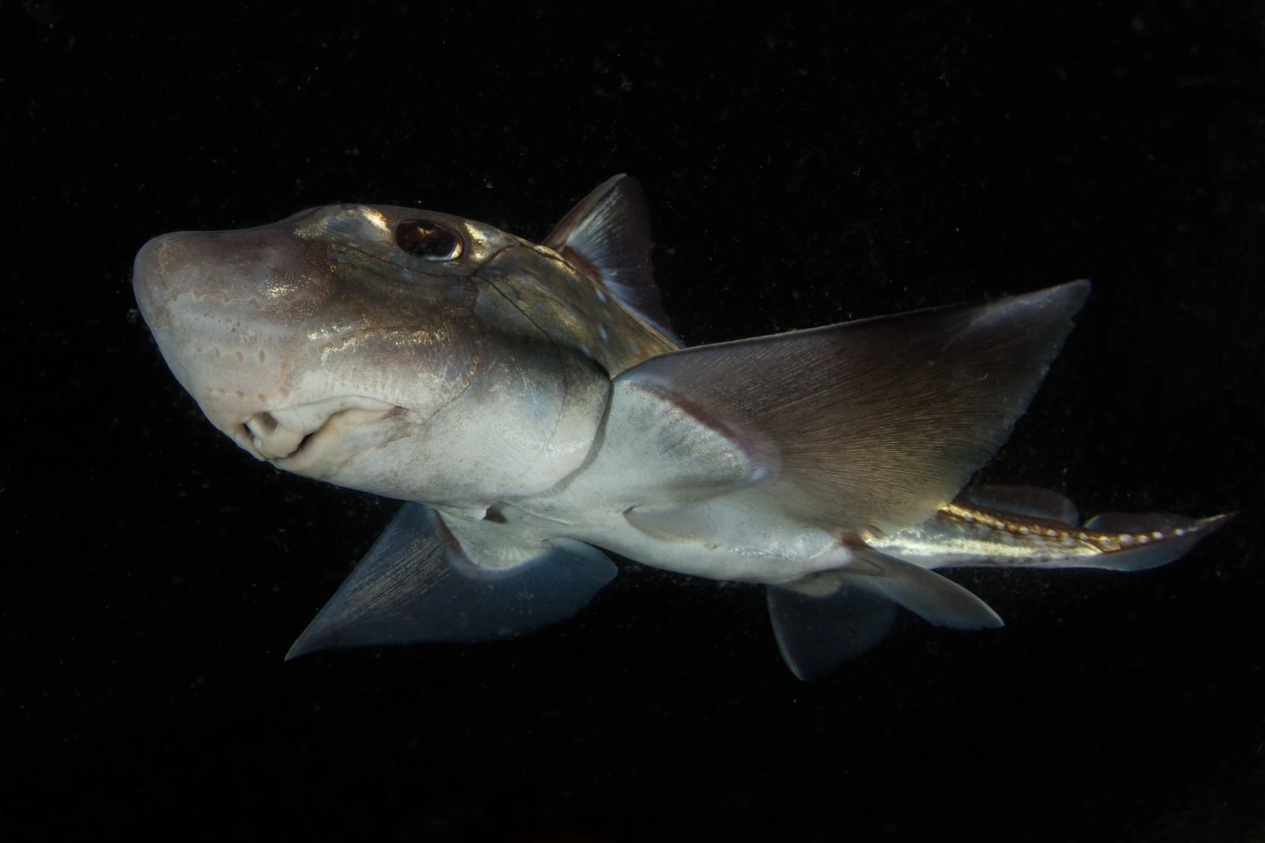 A ratfish at Three Tree Point. These cartilaginous fish are often seen just deeper than the golf ball boat at this dive site. Photo by Eric Askilsrud.