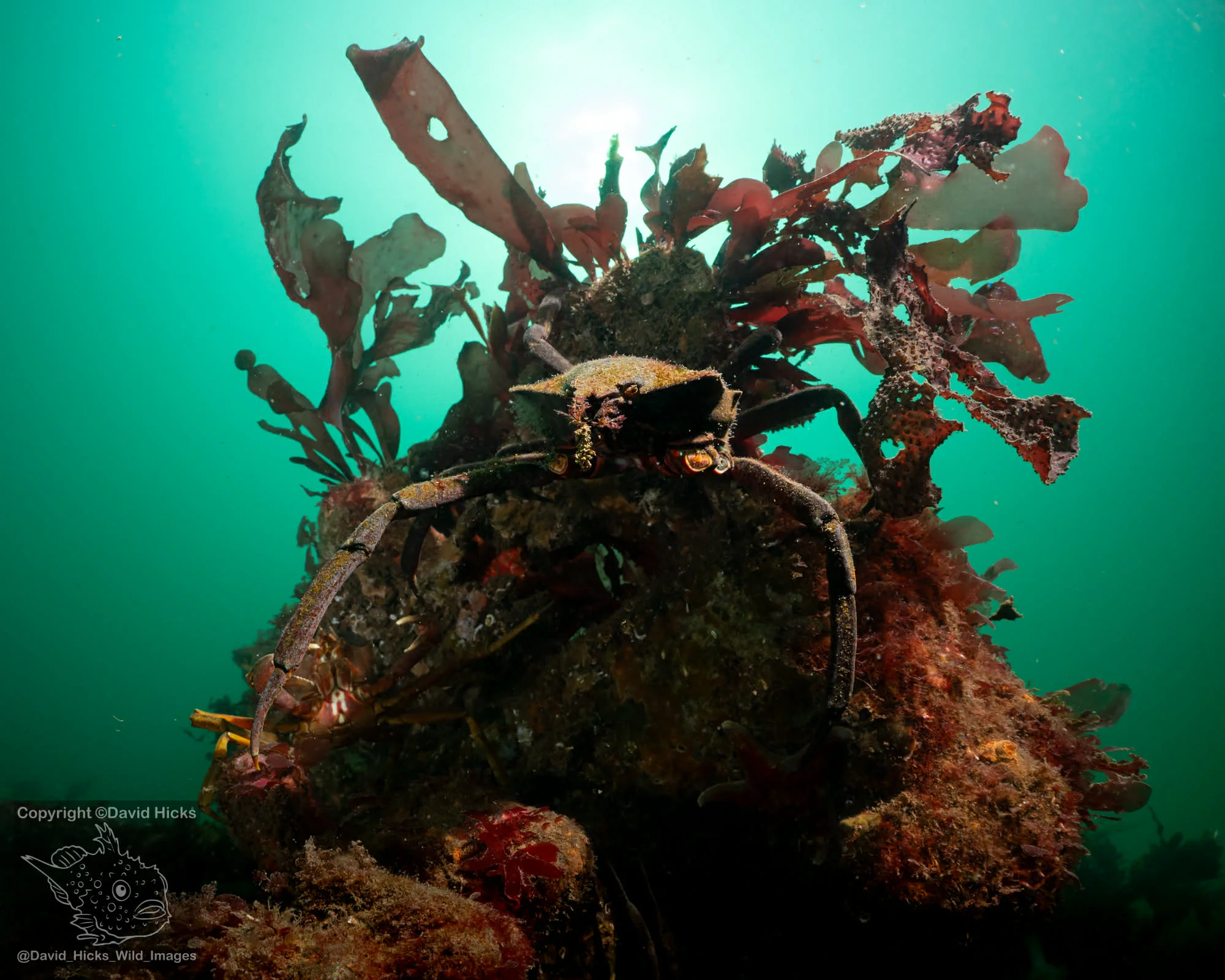 A kelp crab on pilings at Titlow Park. Photo by Dave Hicks.