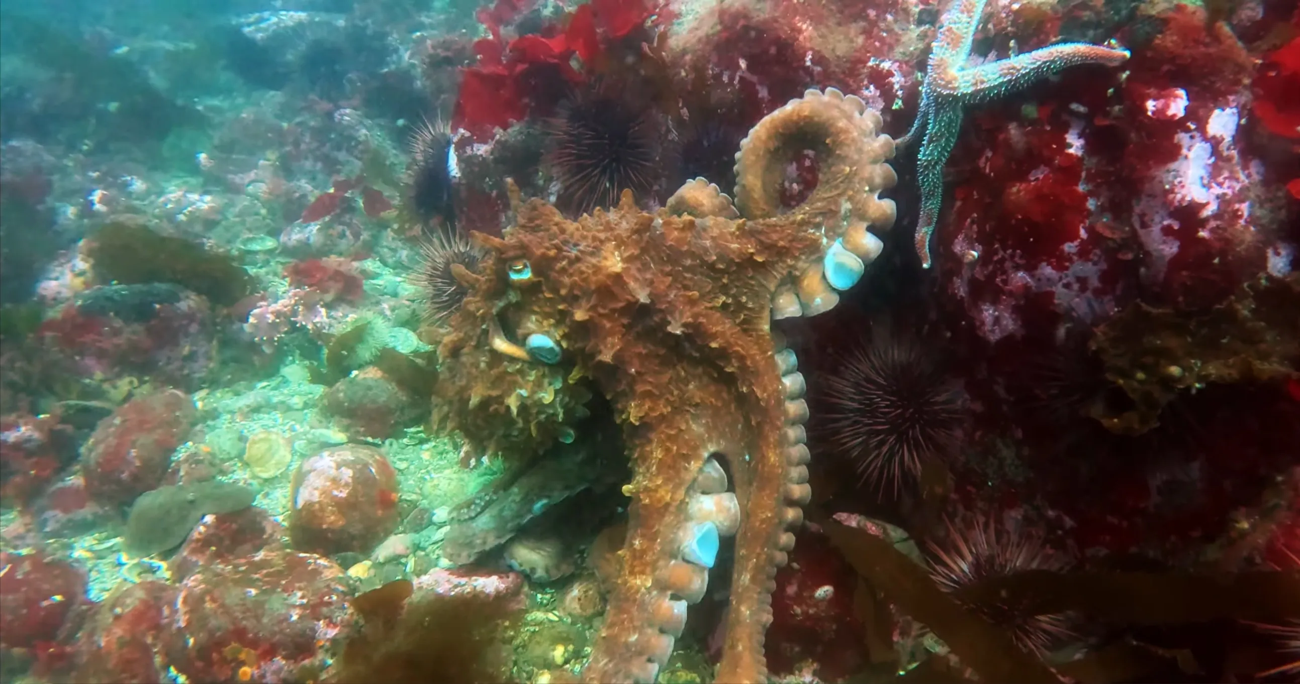 A giant Pacific octopus at Velma's Rock near Sooke, British Columbia. Photo provided by Ryan Swan.