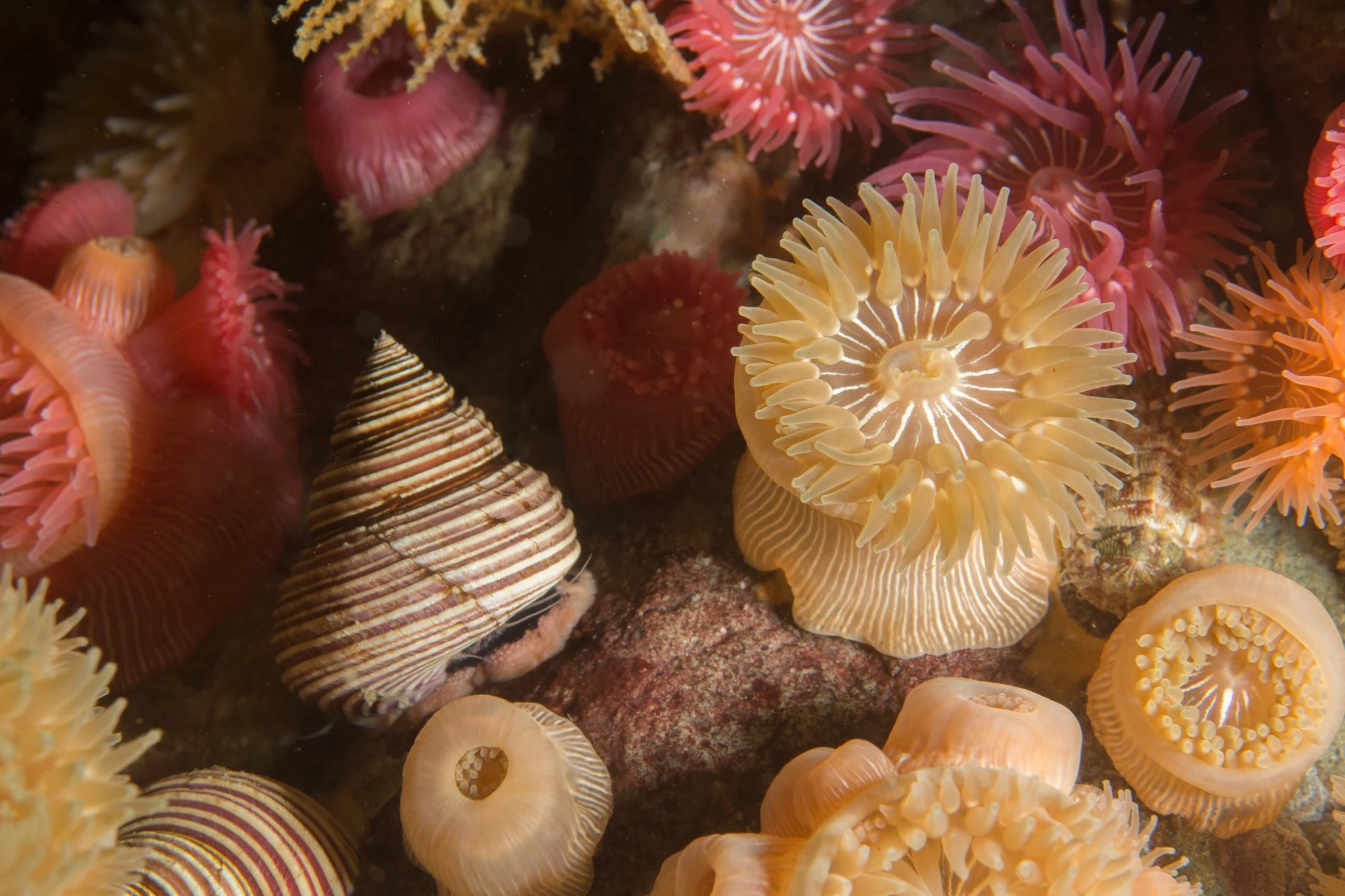 Proliferating anemones at Whale Rocks. Photo by Eric Askilsrud.