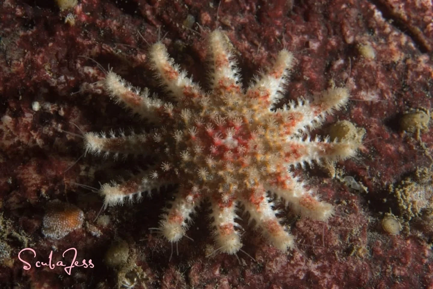 Rose star at Whytecliff Park. Photo by Scuba Jess.
