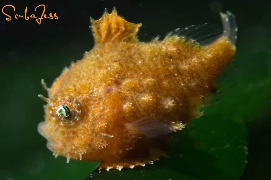 A picture of a pacific spiny lumpsucker